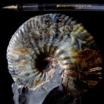 Craspedodiscus