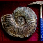 Craspedodiscus