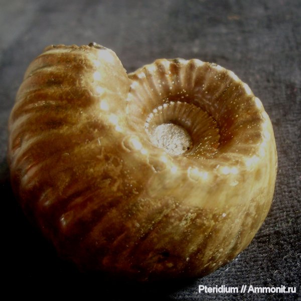 юра, Михайлов, Erymnoceras, Erymnoceras banksii, Jurassic