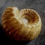 Erymnoceras banksii (Sowerby)