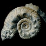 Hecticoceras (Putealiceras) rossiense (Teiss.)