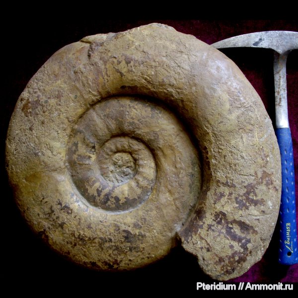 юра, Indosphinctes mutatus, Indosphinctes, Никитино, Jurassic