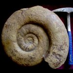 Indosphinctes mutatus (Trautschold)