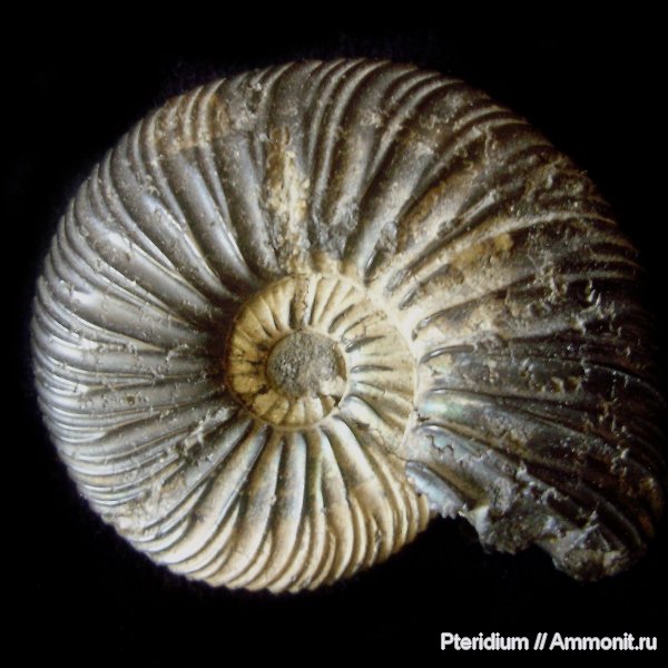 юра, Воскресенск, Virgatites, Virgatites virgatus, Jurassic