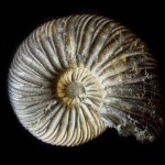 Virgatites virgatus (Buch)