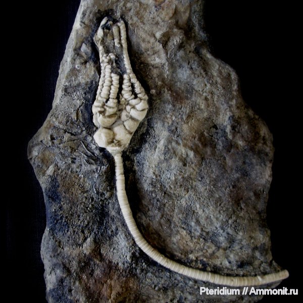 карбон, криноидеи, Dicromyocrinus, Cromyocrinidae