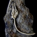 Dicromyocrinus