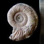Binatisphinctes mosquensis (Fischer)