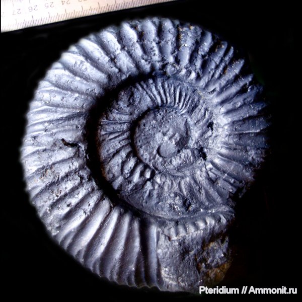 аммониты, юра, Москва, Москворечье, Zaraiskites, Ammonites, Zaraiskites contradictionis, Jurassic