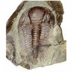 Paradoxides gracilis (Boeck)