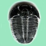 Elrathia kingii (Meek)