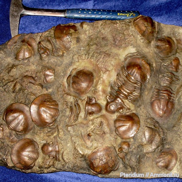 трилобиты, ордовик, р. Волхов, Ленинградская область, Xenasaphus, Xenasaphus devexus, Ordovician