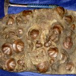 Xenasaphus devexus (Eichwald)