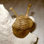 Asaphus kowalewskii Lawrow