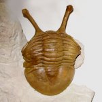 Asaphus kowalewskii Lawrow