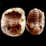 Metacryphaeus caffer (Salter)