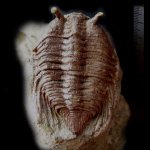 Cybele bellatula (Dalman)