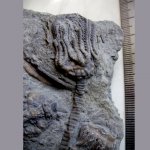 Platycrinites brevinodus (Hall)