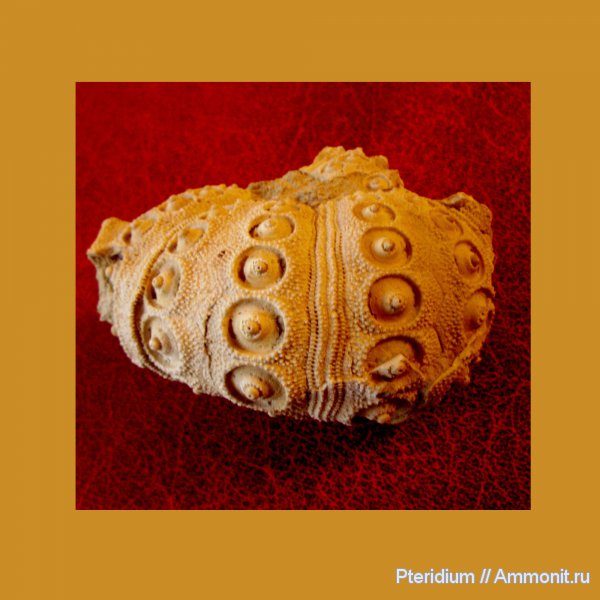 Германия, верхняя юра, Paracidaris, Cidaris, Upper Jurassic