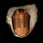 Asaphus expansus Wachlenberg