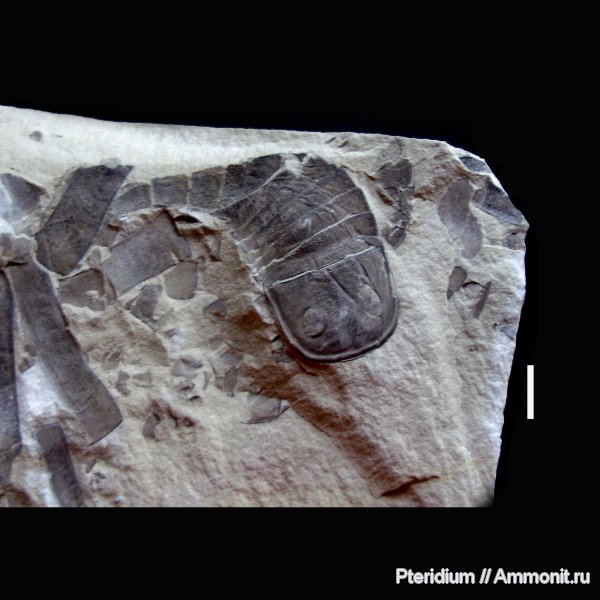 силур, ракоскорпионы, Silurian, Украина, Eurypterus, Eurypterus fischeri