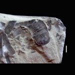 Eurypterus fischeri Eichwald