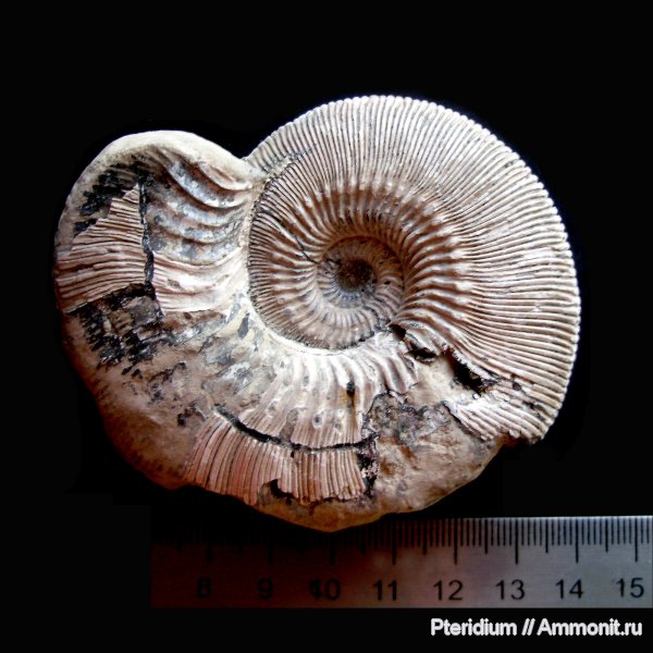 юра, Михайлов, Kosmoceras, Jurassic