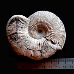 Kosmoceras phaeinum (Buckman)
