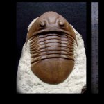Subasaphus spinifer (Ivantsov)