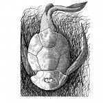Bothriolepis