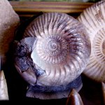Cadoceras elatmae Nik.