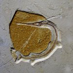 Rhynchodercetis sp. из сеномана Ливана