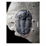 Asaphiscus wheeleri Meek