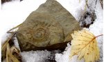 Uraloceras