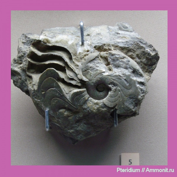 музеи, Урал, верхний девон, Goniatitida, Manticoceras intumescens, франский ярус, р. Косьва, Manticoceras, гониатиты