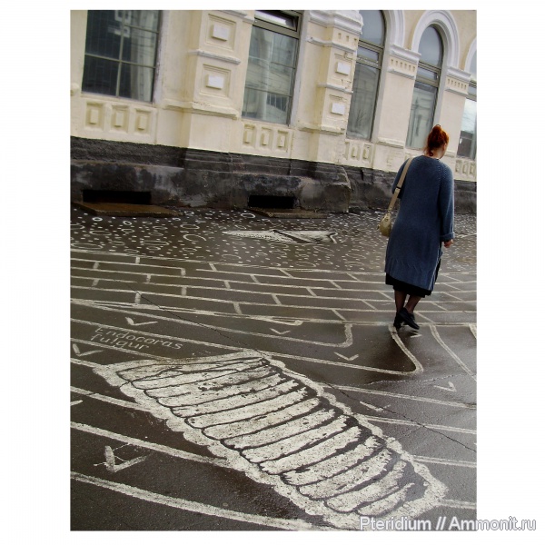 ордовик, Endoceras, Ordovician