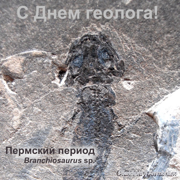 пермь, Германия, нижняя пермь, Branchiosaurus, стегоцефалы, Пфальц, Permian