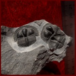 Cryptolithus ornatus ?
