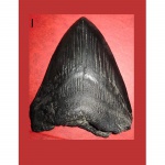 Мегалодон - Carcharodon megalodon