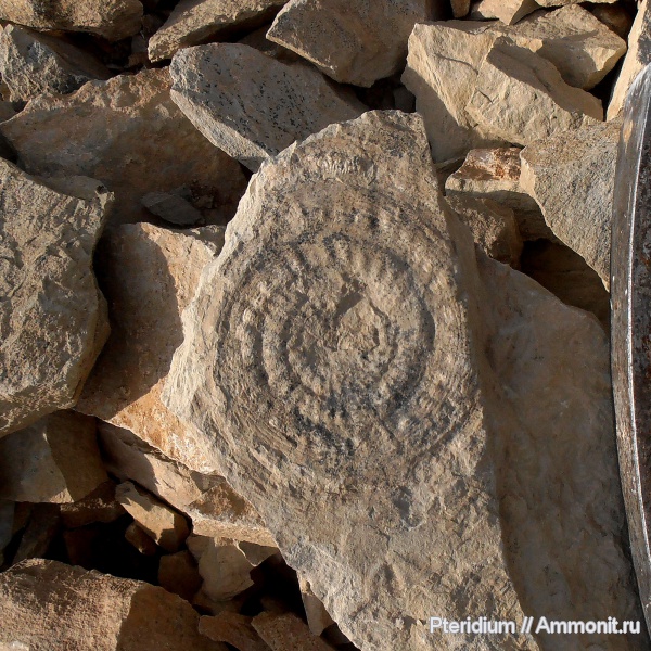 пермь, Урал, Goniatitida, артинский ярус, Ammonoidea, Paragastrioceras, гониатиты, Permian