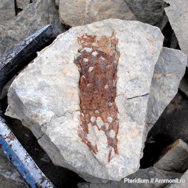 пермь, папоротники, Урал, артинский ярус, Osmundales, Thamnopteris, Permian