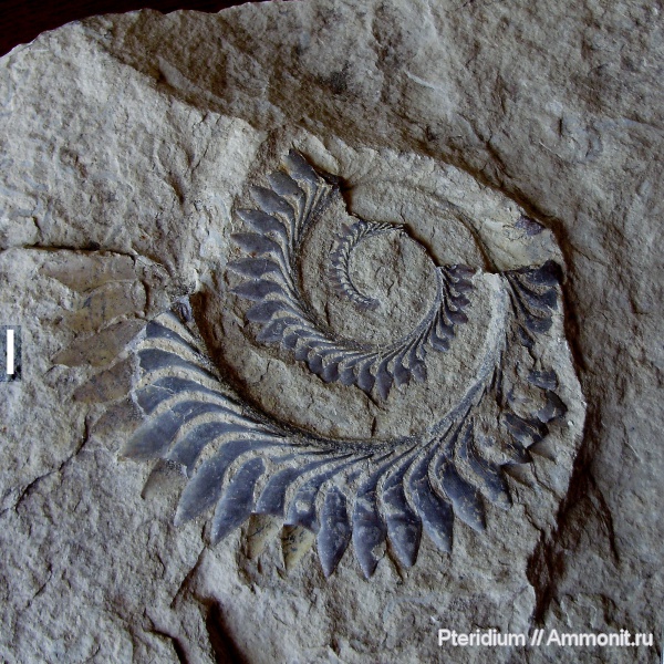 пермь, рыбы, акулы, Helicoprion, артинский ярус, Helicoprion bessonowi, коллоквиум, Permian, fish, sharks