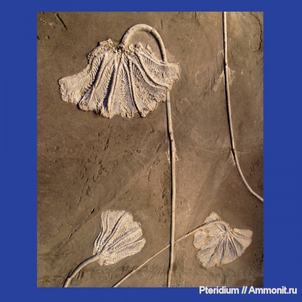 триас, Китай, музеи, мезозой, Crinoidea, Traumatocrinus, Triassic