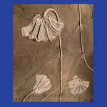 Traumatocrinus