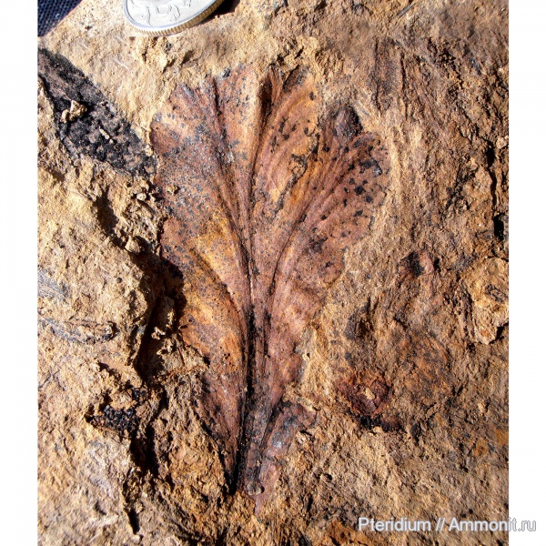 гинкгофиты, Psygmophyllum expansum, Psygmophyllum, Ginkgoopsida, пермская система, кунгурский ярус, Psygmophyllaceae, Ginkgoales, Ginkgophyta
