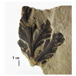 Gracilopteris lonchophylloides Naug.