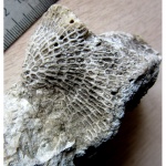 Polypora