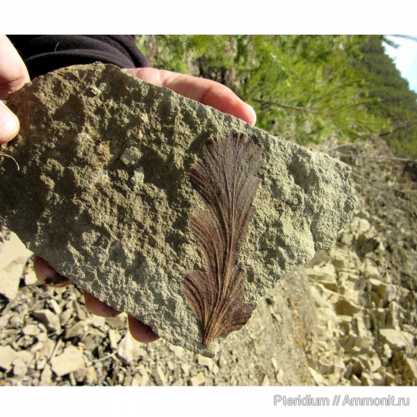 гинкгофиты, Psygmophyllum expansum, Psygmophyllum, Ginkgoopsida, пермская система, кунгурский ярус, Psygmophyllaceae, Ginkgoales, Ginkgophyta