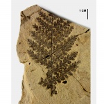 Sphenopteris sp.