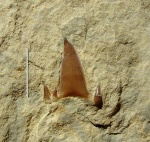 Cladodus